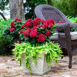 Hydrangea - Heart Throb