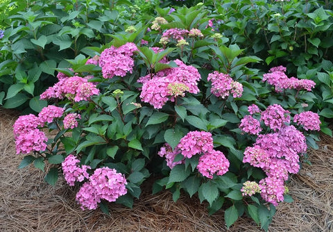 Hydrangea - Show Stopper