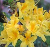 Native Azalea - Sunny Side Up