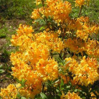 Native Azalea - Dancing Rabbit