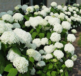 Hydrangea - Annabelle