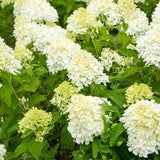 Hydrangea - Limelight