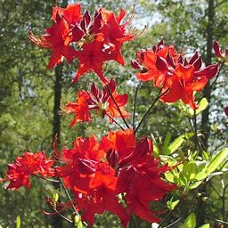Native Azalea - Radiant Red