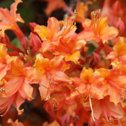 Native Azalea - Four Kings
