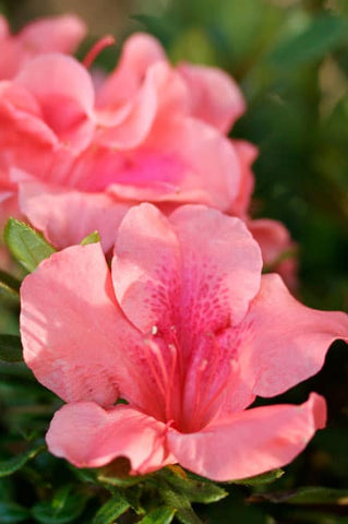 Encore Azalea - Autumn Coral