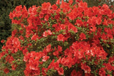 Encore Azalea - Autumn Embers