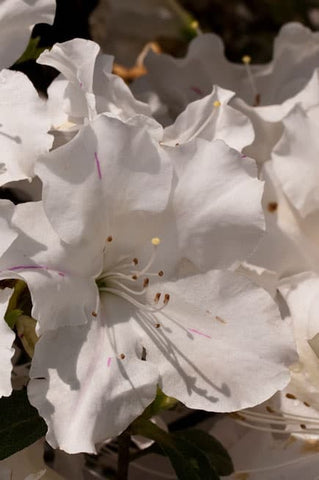 Encore Azalea - Autumn Lily