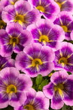 Calibrachoa Caliloco® Dreamland