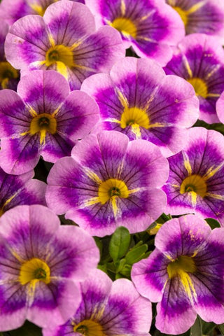 Calibrachoa Caliloco® Dreamland