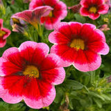 Calibrachoa Caliloco® Frankenberry