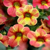 Calibrachoa Chameleon® Indian Summer