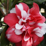 Camellia - Govenor Mouton