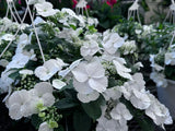 Fairytrail Bride® Cascade Hydrangea