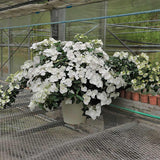 Fairytrail Bride® Cascade Hydrangea