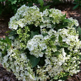 Fairytrail® White Cascade Hydrangea
