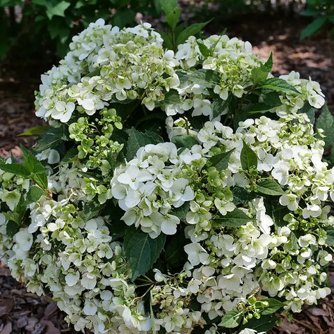 Fairytrail® White Cascade Hydrangea