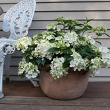 Fairytrail® White Cascade Hydrangea