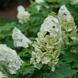 Hydrangea Oakleaf Gatsby Glow Ball™