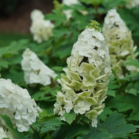 Hydrangea Oakleaf Gatsby Glow Ball™