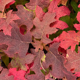 Hydrangea Oakleaf Gatsby Glow Ball™