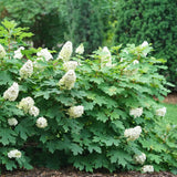 Hydrangea Oakleaf Gatsby Glow Ball™