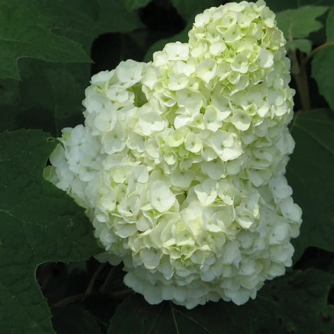 Hydrangea Oakleaf Gatsby Moon®