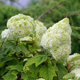 Hydrangea Oakleaf Gatsby Moon®