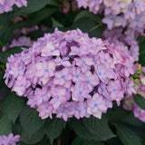 Hydrangea macrophylla Let's Dance Can Do!™