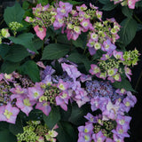 Hydrangea macrophylla Let's Dance Can Do!™