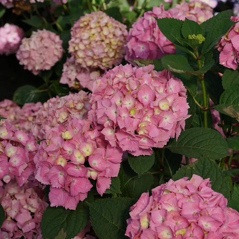 Hydrangea macrophylla Let's Dance Skyview®