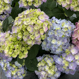 Hydrangea macrophylla Let's Dance Skyview®