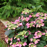 Hydrangea Tuff Stuff™ Top Fun®