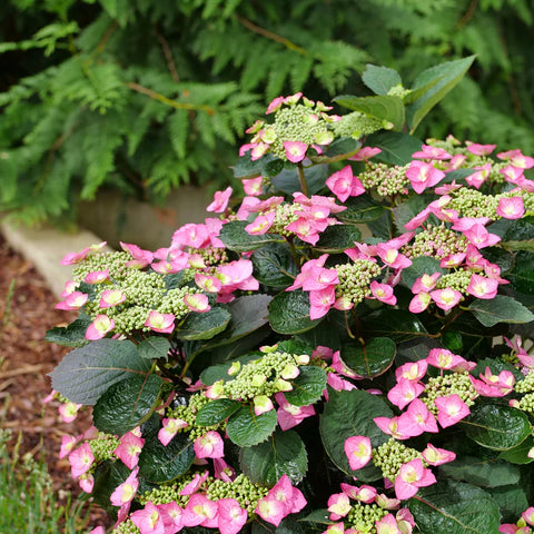 Hydrangea Tuff Stuff™ Top Fun®