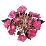 Hydrangea Tuff Stuff™ Top Fun®