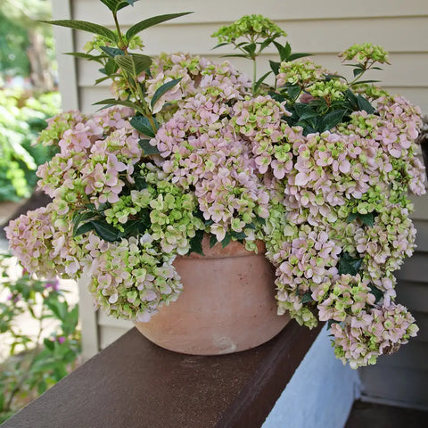 Fairytrail Fresco™ Cascade Hydrangea