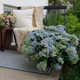 Fairytrail Fresco™ Cascade Hydrangea