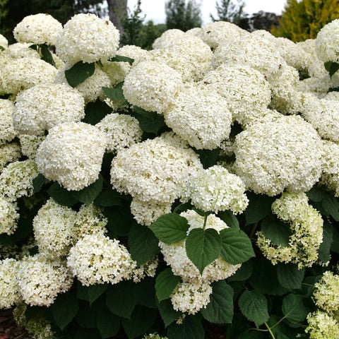 Hydrangea arborescens Storm Proof™