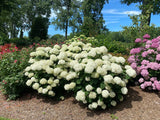 Hydrangea arborescens Storm Proof™
