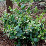 Lucky Leu® Leucothoe