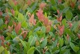 Lucky Leu® Leucothoe