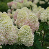 Hydrangea - Limelight Prime