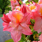 Native Azalea - Linda Guy