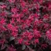 Loropetalum - Cerise Charm