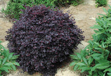 Loropetalum - Cerise Charm