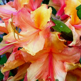 Native Azalea - Tallulah Sunrise