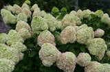 Powerball® Panicle hydrangea