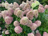 Powerball® Panicle hydrangea