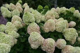 Powerball® Panicle hydrangea