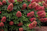 Oakleaf Hydrangea - Ruby Slippers