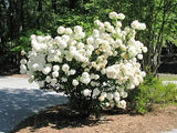 Chinese Snowball Bush